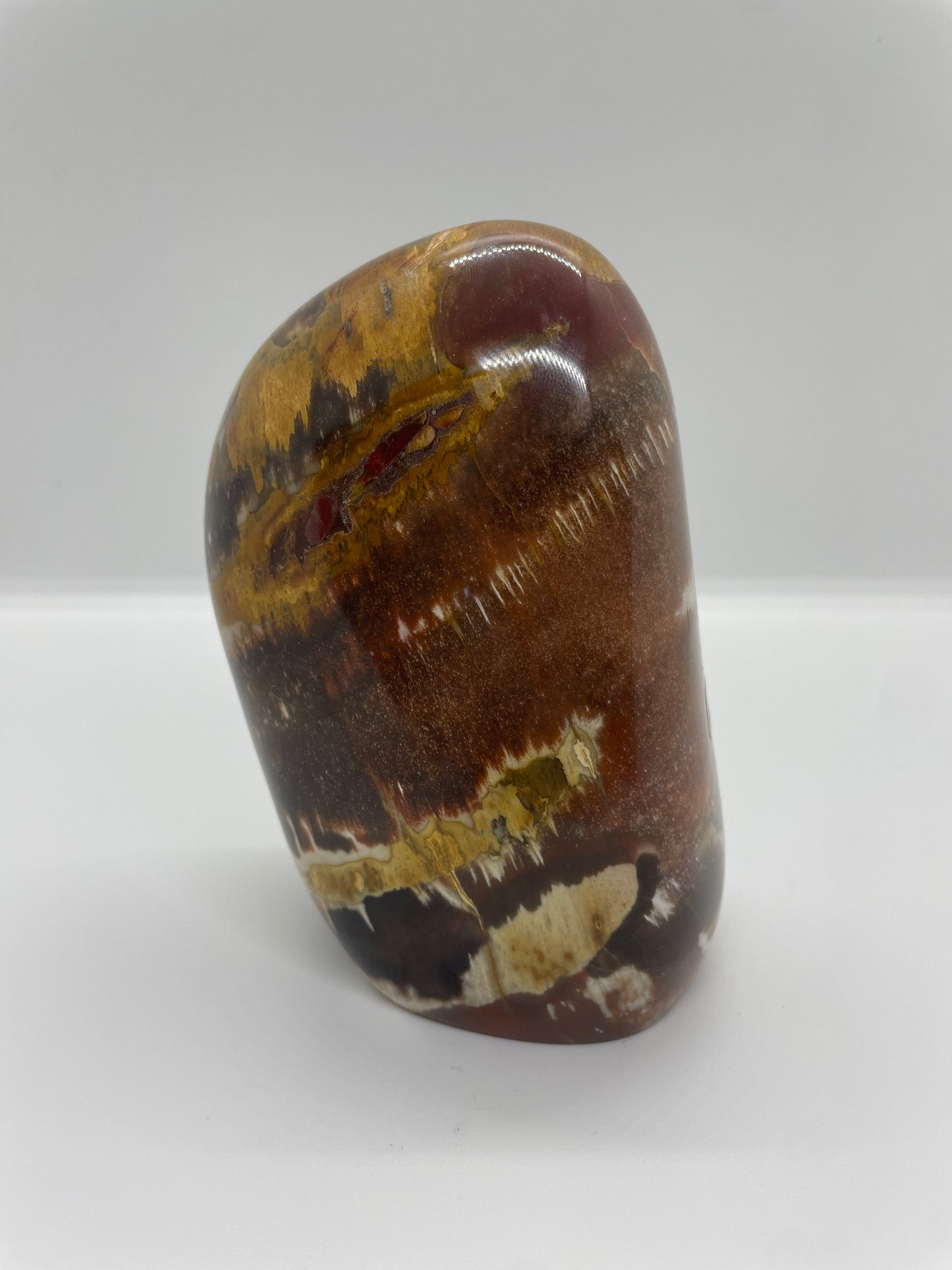 BOIS FOSSILE